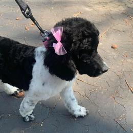Bernedoodles, Goldendoodles, and Poodles from Hatten Homestead Kennels