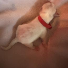 Red collar - Gold and white female Shorkie puppy in Staten Island, New York from Sensational Shorkies