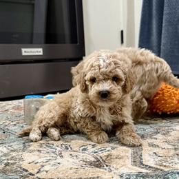 Mario - Buff and white male Cockapoo puppy in Beresford, South Dakota from DAKOTA DOOD RANCH