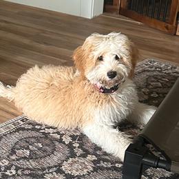 Aspen - Yellow and white female Bernedoodle puppy in Lincoln, Nebraska from GRand Doodles