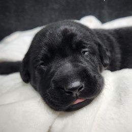 Princess Buttercup - Yellow Collar - Black female Labrador Retriever puppy in Cocoa, Florida from Harrison's Lakeside Labradors LLC