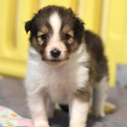 Toffee - Sable and white female Shetland Sheepdog puppy in Wolcott, Indiana from Southside Shelties
