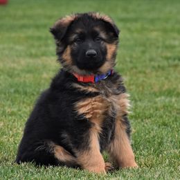 German Shepherd Puppies from Carner German Shepherds