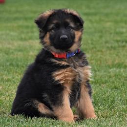 German Shepherd Puppies from Carner German Shepherds