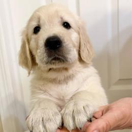 Salty - Golden male Golden Retriever puppy in Seville, Ohio from Retriever Ranch