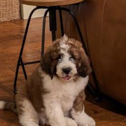 Saint Berdoodle Puppies from Country Manor Saint Berdoodles