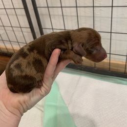 Boy 1 - Dapple Dachshund puppy in Luther, Oklahoma from LutherLongDogs