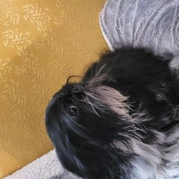 Giovanni - Black and white Shih Tzu puppy in Newport, Arkansas from Gina's Lil Zues and Yorkies Kennel