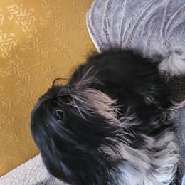 Giovanni - Black and white Shih Tzu puppy in Newport, Arkansas from Gina's Lil Zues and Yorkies Kennel