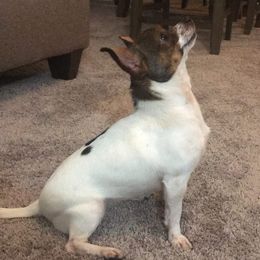 Chihuahua All Grown Up from Spellbound Chihuahuas
