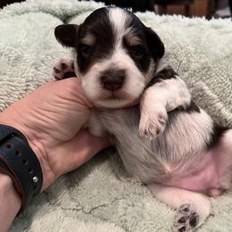 Miniature Schnauzer Puppies from Von Baron Schnauzers