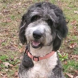 Shelby - Bernedoodle
