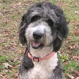 Shelby - Bernedoodle