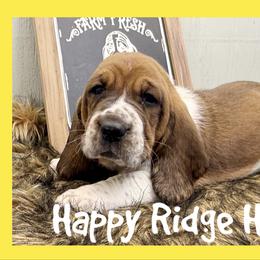 BB (Big Bird) - Mahogany and white male Basset Hound puppy in Mebane, North Carolina from Happy Ridge Hounds