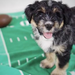 Aussiedoodle, Golden Aussiedoodle, and Goldendoodle Puppies from Miami Mini Doodles