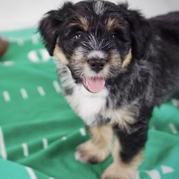 Aussiedoodle, Golden Aussiedoodle, and Goldendoodle Puppies from Miami Mini Doodles