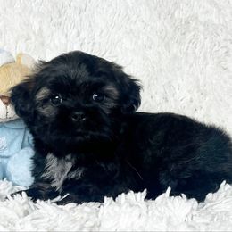 AKC Bradshaw - Brindle male Shih Tzu puppy in Greenville, South Carolina from Babyface Shih Tzu