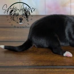 Brody - Black tri-color male Australian Shepherd puppy in Fultonville, New York from Sandy Aussies & Pomeranians
