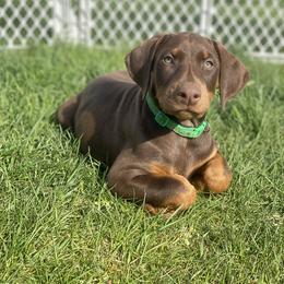 Doberman Pinscher Puppies from Jensen Dobermans