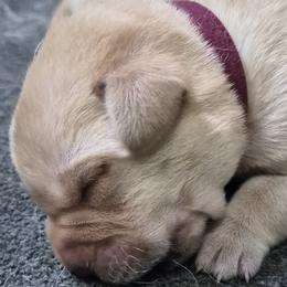 Carol, burgundy collar - Yellow female Labrador Retriever puppy in Greenwich, Ohio from Pure Gem Kennel