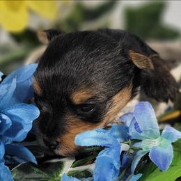 Blue collar boy - Black and tan male Yorkshire Terrier puppy in Jacksonville, Florida from Yorkieology