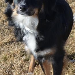 Beagles and Miniature Australian Shepherds from Battleborn Aussies and Beagles