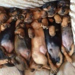 Dachshunds from LaDonna Miller's Dachshunds