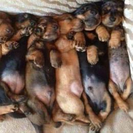 Dachshunds from LaDonna Miller's Dachshunds