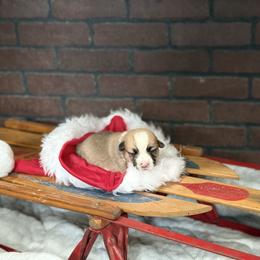 Faithful - Red male Pembroke Welsh Corgi puppy in Delton, Michigan from CorGizmo