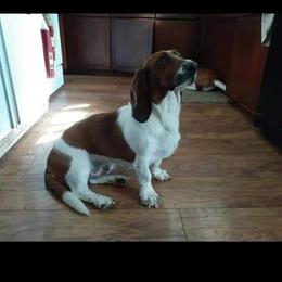 Daisy - Basset Hound