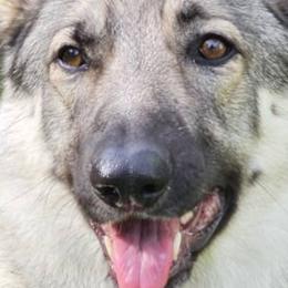 Shiloh Shepherds from SilverLiningShilohs