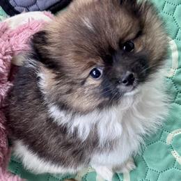 Pomeranian Puppies from Cece’s Perfect Poms