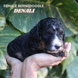 Denali (Yellow Collar) - Tri-color female Bernedoodle puppy in Palmetto Bay, Florida from SOMIDOODLES