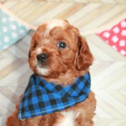 Chowder - Blenheim Cavapoo puppy in Dundee, Ohio from Dundee Dandy Poodles