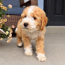 Pumpkin - Red male Bernedoodle puppy in Springville, Utah from Oodles of Bernedoodles