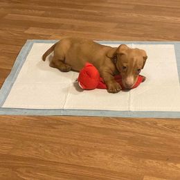 Dachshund and Miniature Schnauzer Puppies from The Bossy Doxie Farm