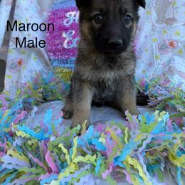 Male 5 - Sable male German Shepherd puppy in Holladay, Tennessee from Mercedes Gumbel