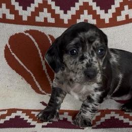 Shock - Dapple female Dachshund puppy in Escalon, California from Dashing Dachshunds RF