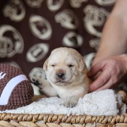 Max - Yellow male Labrador Retriever puppy in Williamston, Sc, South Carolina from Dutton Dog Co & Dalla Grazia Doberman