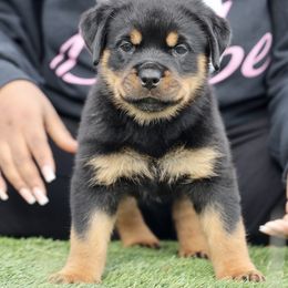 Rottweiler Puppies from Maniac Kennels