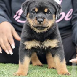 Rottweiler Puppies from Maniac Kennels