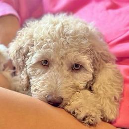 Theodosia - Cream female Goldendoodle puppy in Tybee Island, Georgia from Castaway Doodles