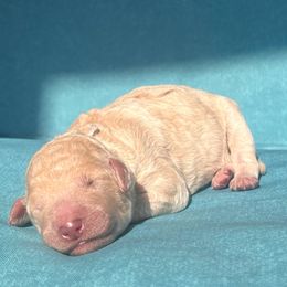 Dancer - Caramel ice male Labradoodle puppy in Monticello, Georgia from Daylin’s Doodles & Labradors