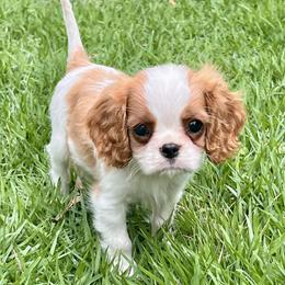 Bobby - Blenheim male Cavalier King Charles Spaniel puppy in Diberville, Mississippi from Sophie’s AKC Cavaliers