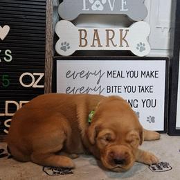 Boy 6 - Golden male Golden Retriever puppy in Montoursville, Pennsylvania from Wallace Golden Retriever's