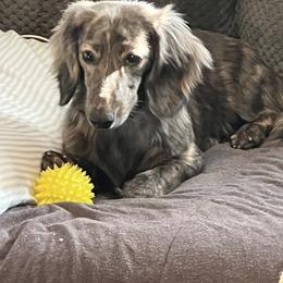 Torrhyn - Dachshund