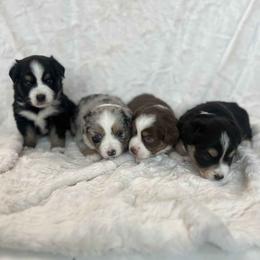 Miniature American Shepherd puppies from Regal Miniature American Shepherds | Regal Miniature Australian Shepherds
