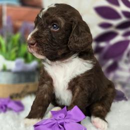 Violet - Brown and white female Aussiedoodle puppy in Prescott Valley, Arizona from Ramirez Family Doodles