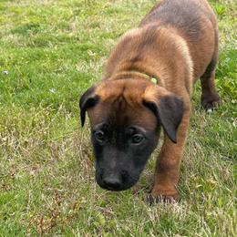Kyoshi - Mahogany female xDutch Shepherd puppy in Chelsea, Alabama from Alliance K9