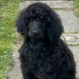 Girl 1 - Poodle puppy in Vancouver, Washington from Urban Hero Poodles